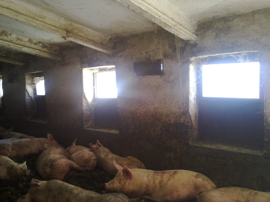 rekonstrukce-chov-prasat-klm-big-002.jpg