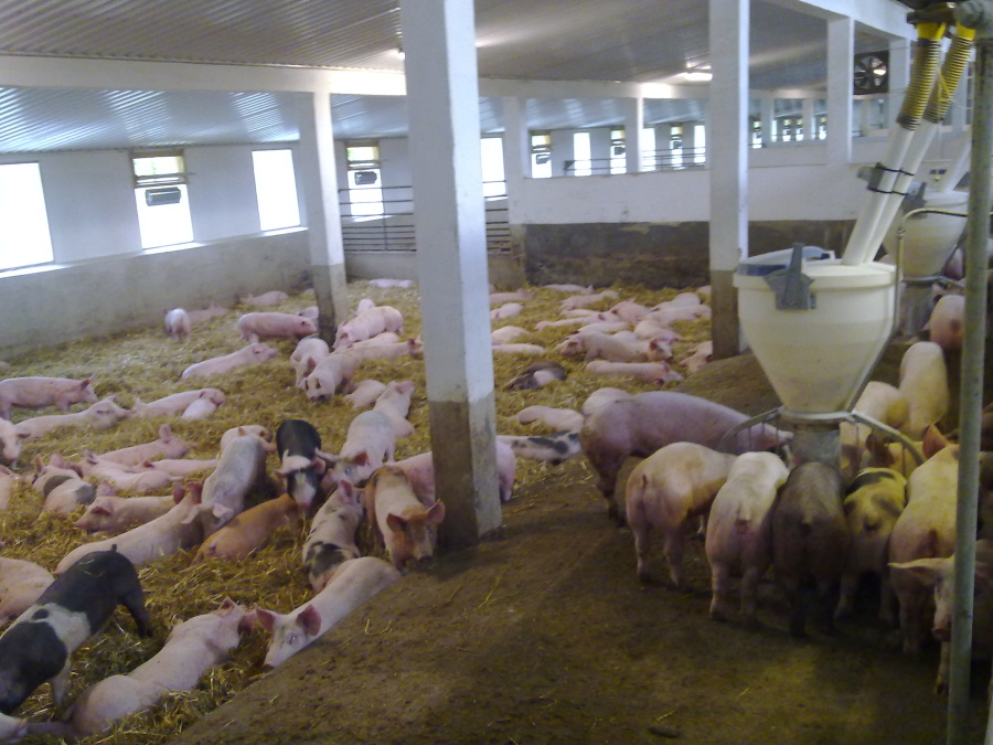 rekonstrukce-chov-prasat-klm-big-013.jpg