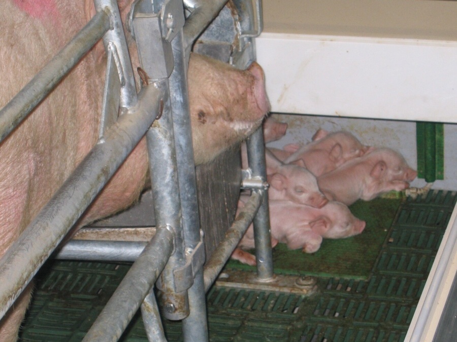 rekonstrukce-chov-prasat-lechotice-klm-big-012.jpg